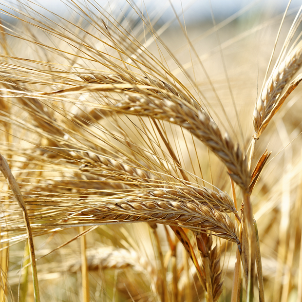 Nahaufnahme einer Gerste in einem Gerstenfeld.